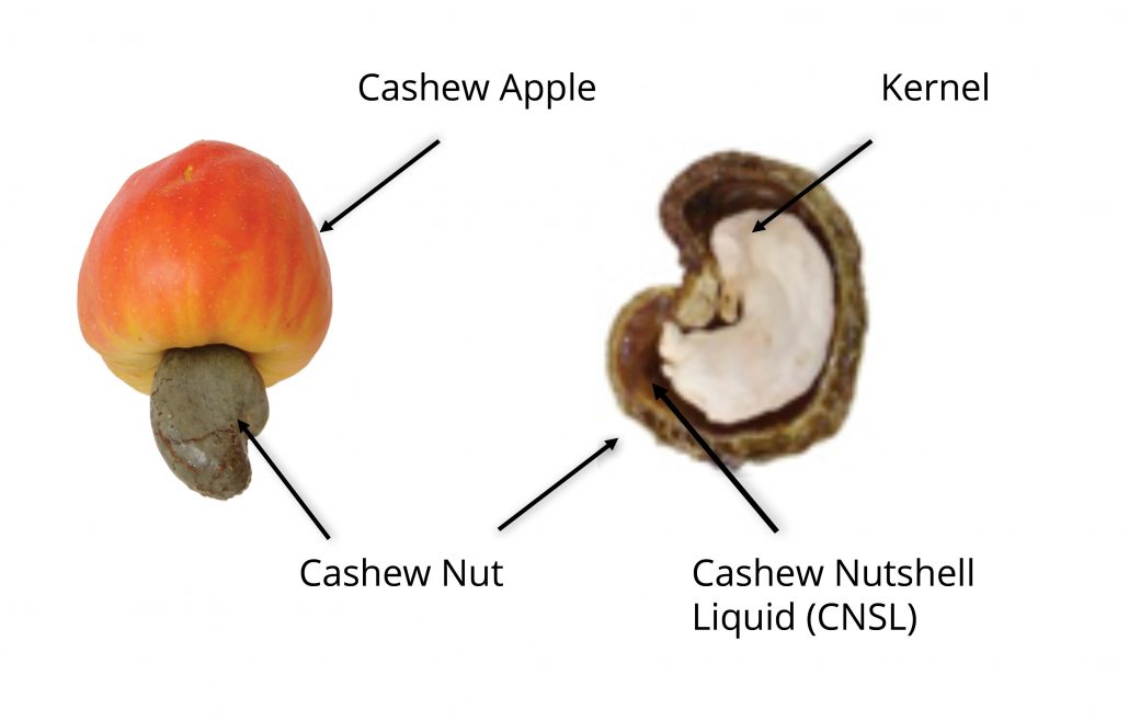 Cashew nut and shell diagram