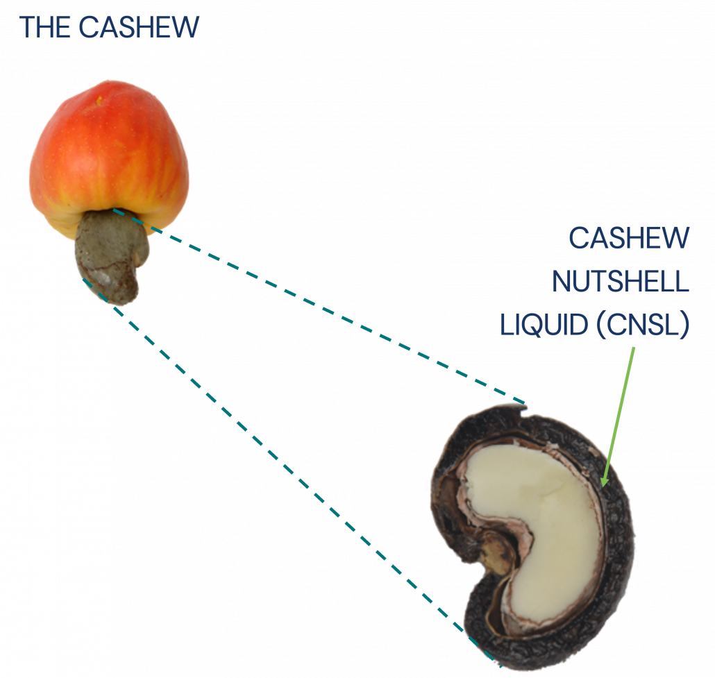 Inside of the cashew nutshell with an arrow pointing to where the CNSL is extracted from.