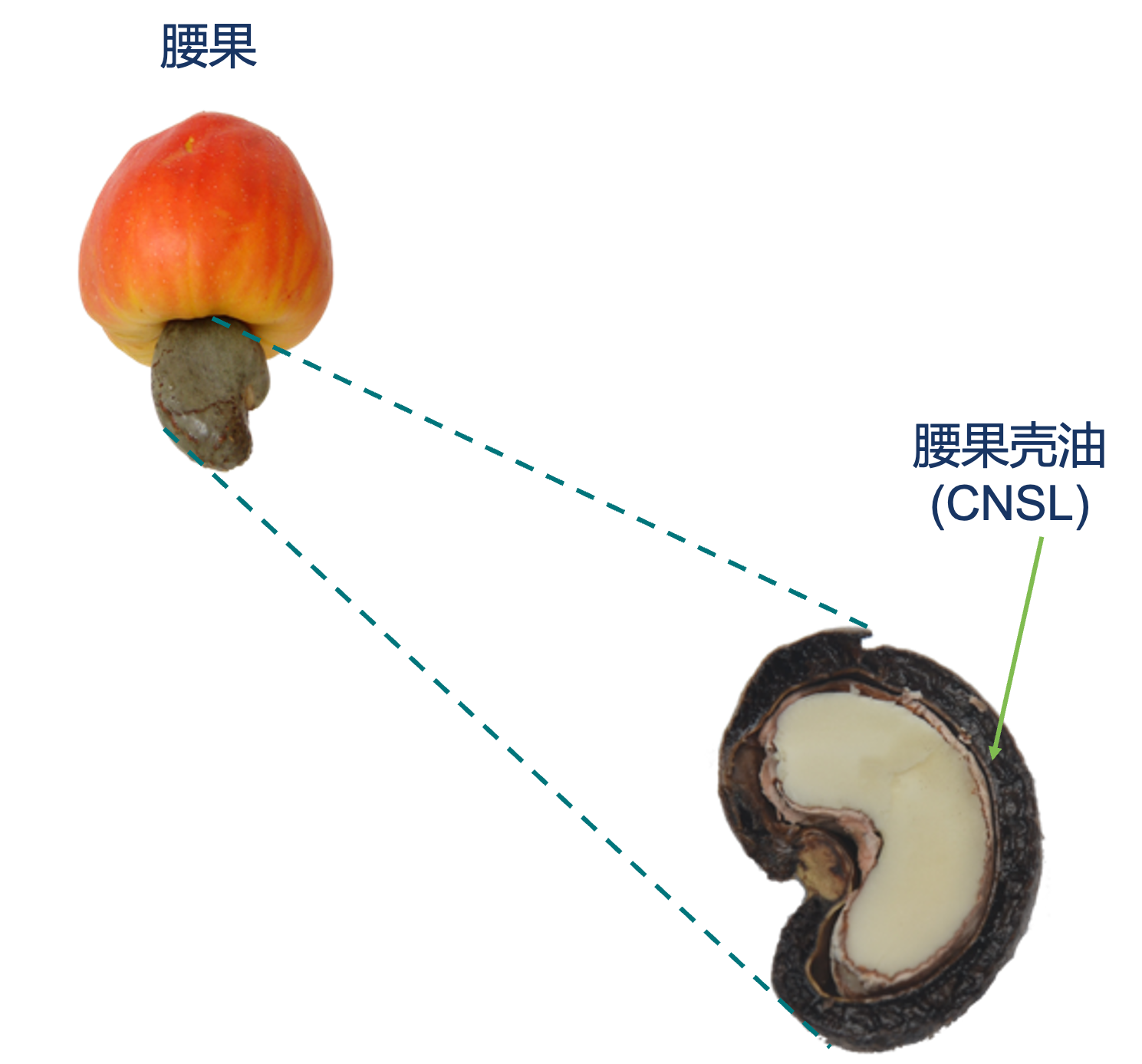 Inside of the cashew nutshell with an arrow pointing to where the CNSL is extracted from.